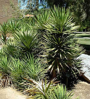 Spanish Bayonet