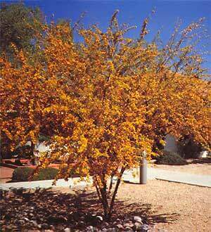 Sweet Acacia Tree