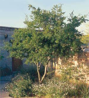 Texas Ebony Tree
