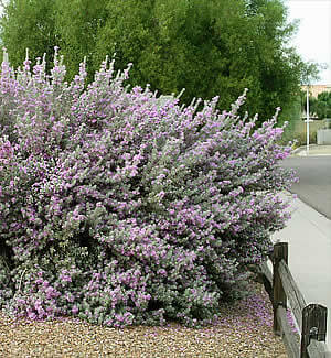 Texas Sage