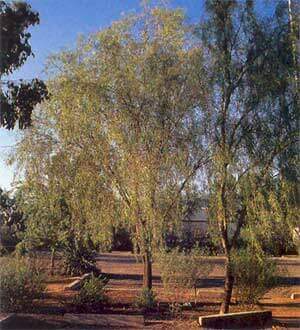 Willow Acacia Tree