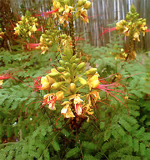 Yellow Bird of Paradise