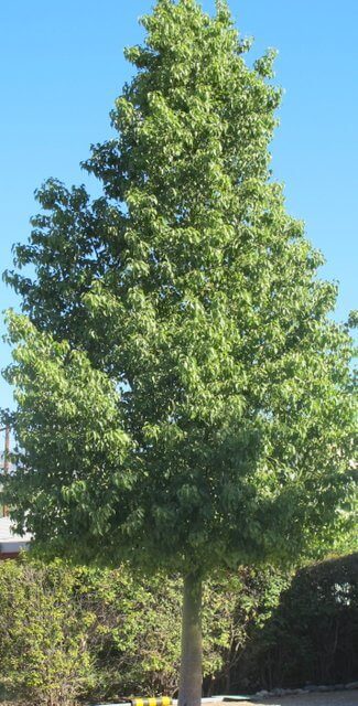 Bottle Tree