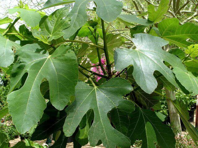 Common Fig