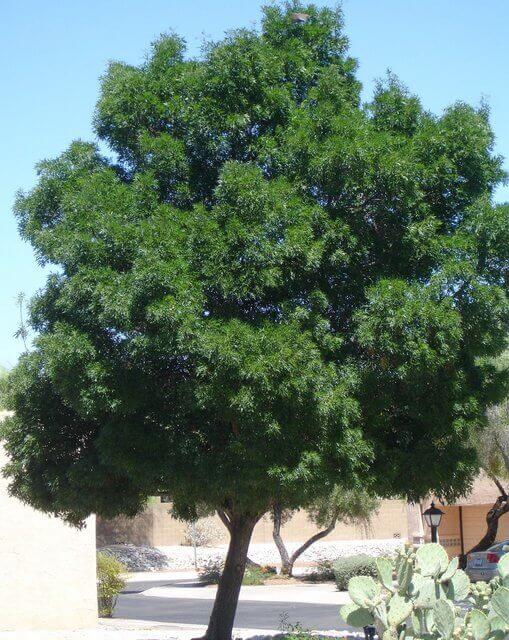 Arizona Ash
