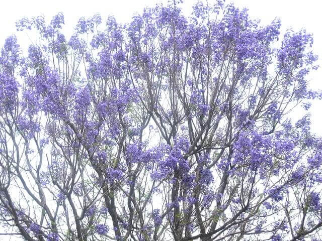 Jacaranda