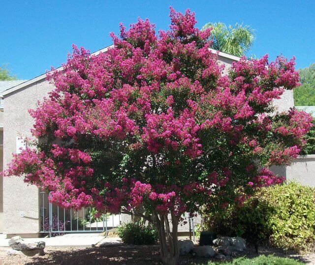 Crape Myrtle