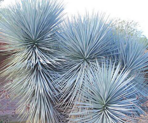 Blue Yucca is the December Plant of the Month!
