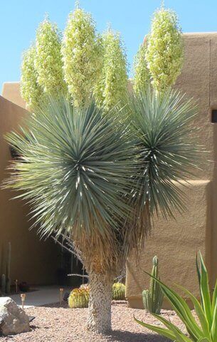 Yucca rigida, Blue Yucca-8