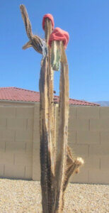 plate 18.3 - 17-3, Frozen Cereus peruviana cactus, winter of 2011