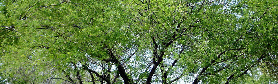 What Are the Best Trees to Plant in Tucson?