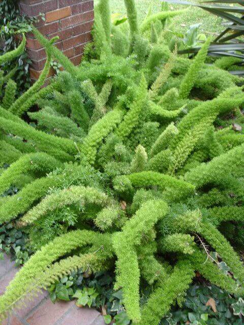 Foxtail Fern