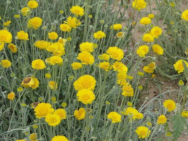 Desert Marigold