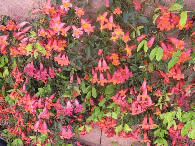 Cross Vine