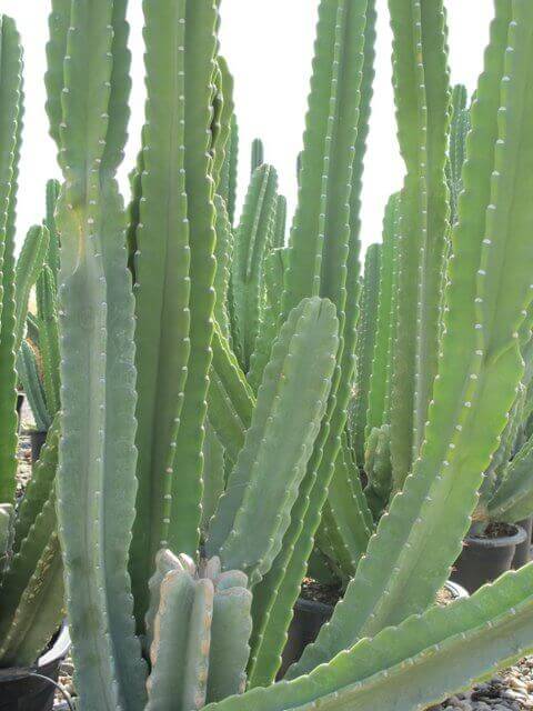 Night Blooming Cereus