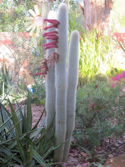 Silver Torch Cactus