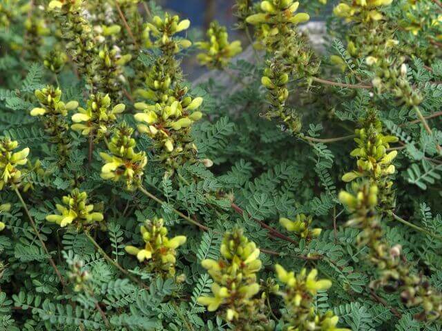 Lemon Dalea