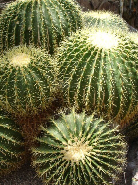Golden Barrel Cactus