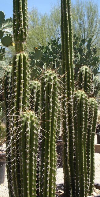San Pedro Macho