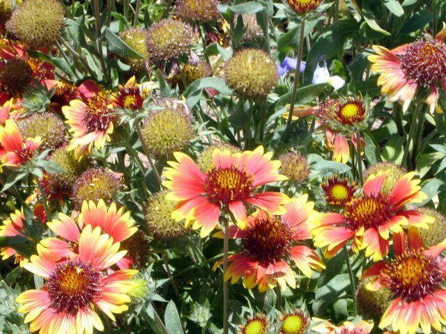 Blanket Flower