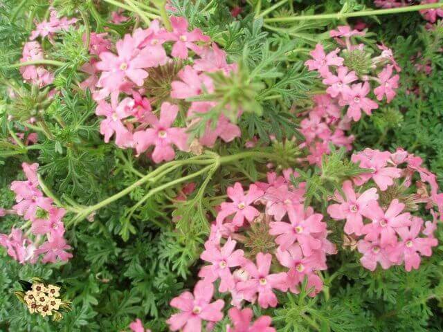 Peruvian Verbena