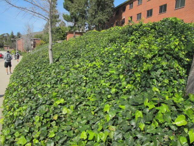 English Ivy