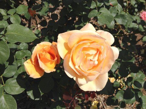 Pruning rose