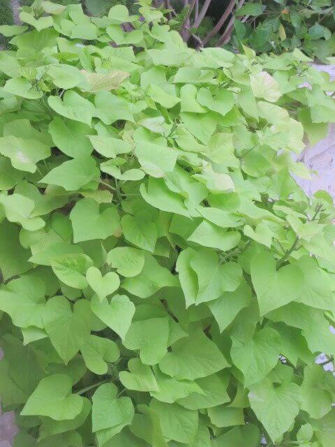 Sweet Potato Vine