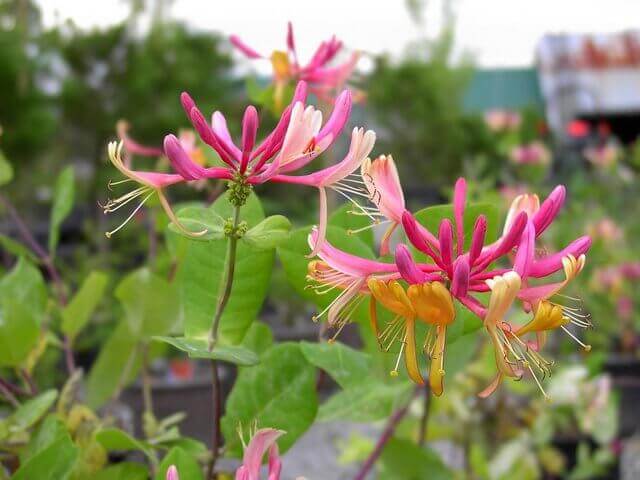 Gold Flame Honeysuckle