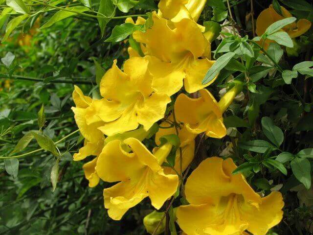 Cat’s Claw