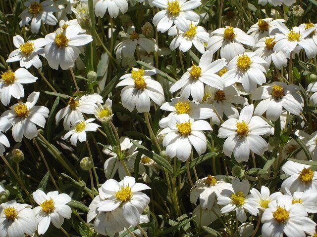 Blackfoot Daisy