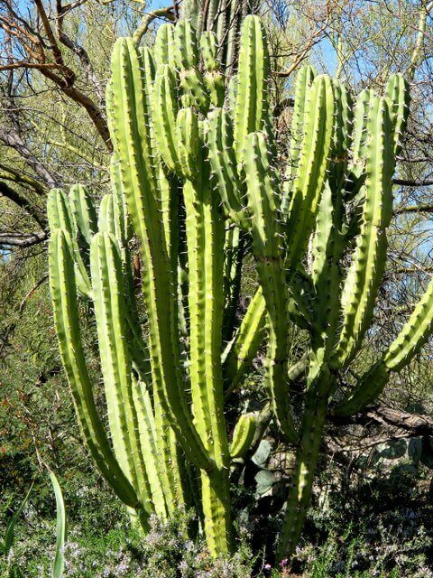 Candelabra Cactus