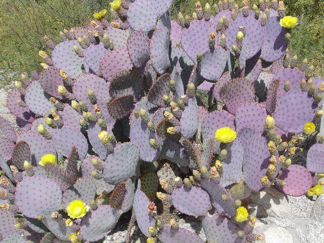 Santa Rita Prickly Pear