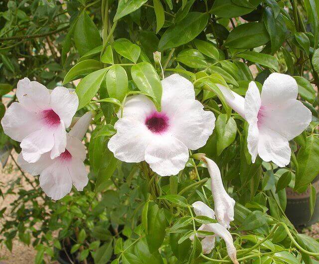 Bower Vine