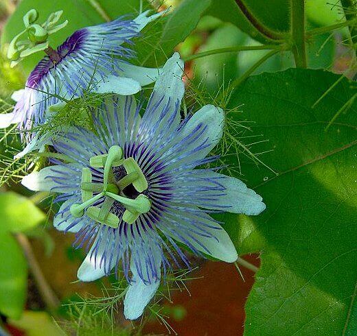 Passion Flower