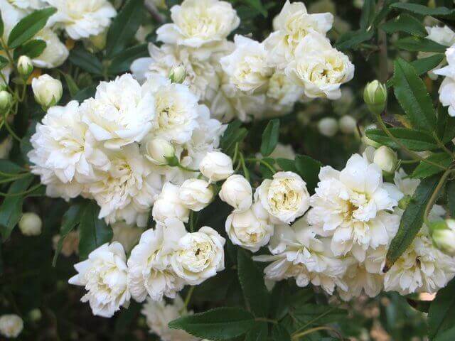 Yellow and White Lady Bank’s Rose