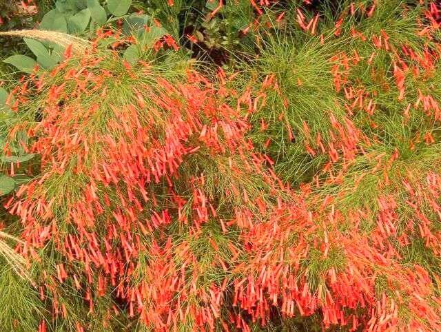 Coral Fountain