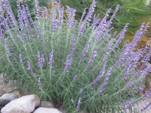 Salvia-leucantha-Mexican-bush-sage