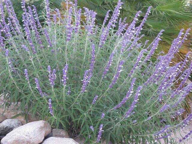 Mexican Bush Sage