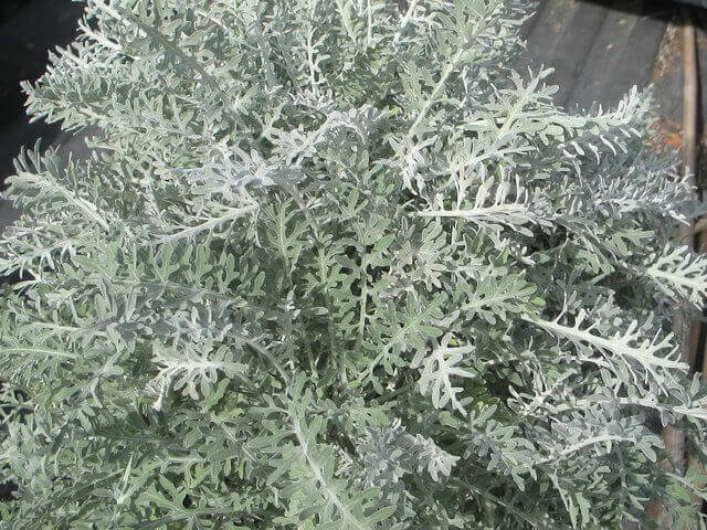 Dusty Miller