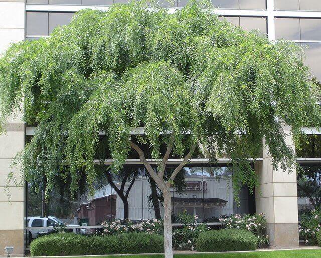 Chinese Elm