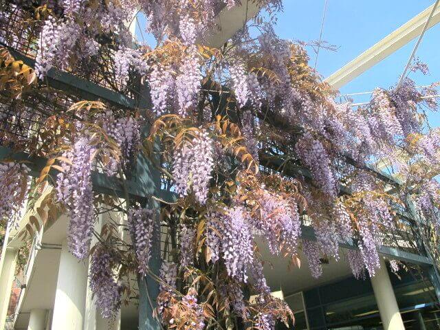 Chinese Wisteria