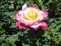 rose