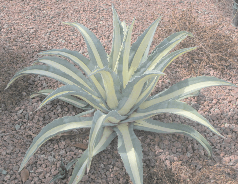 White Striped Century Plant