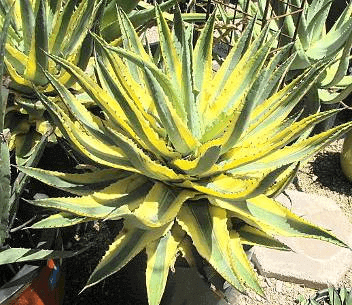 Agave cornelius