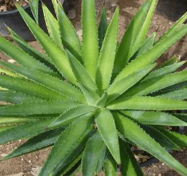 False Sisal