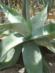 Century Plant