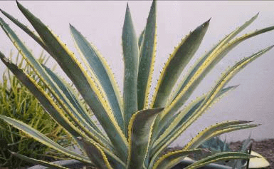 Variegated Hohokam Agave