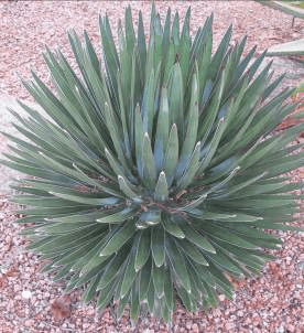 Ocahui Agave