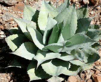 Whale’s Tongue Agave
